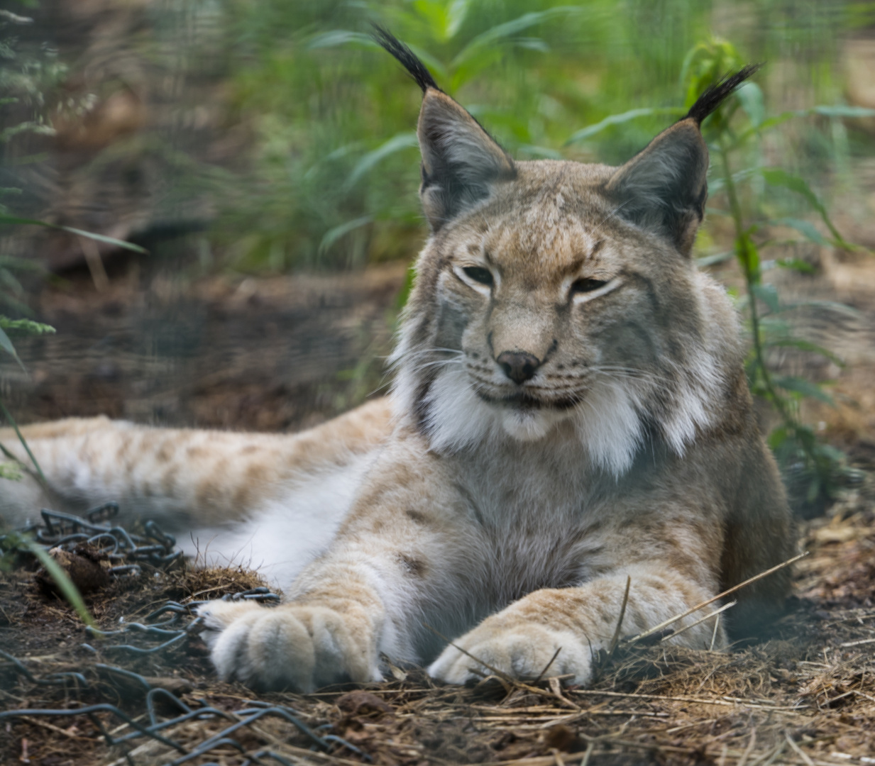 Luchs