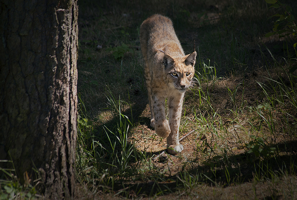 Luchs