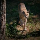 Luchs