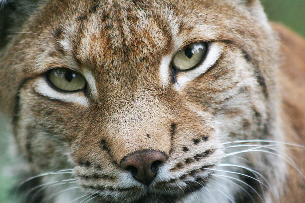 Luchs