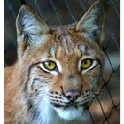 Luchs