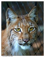 Luchs