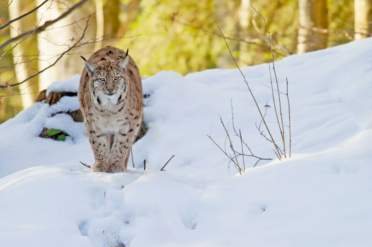 Luchs