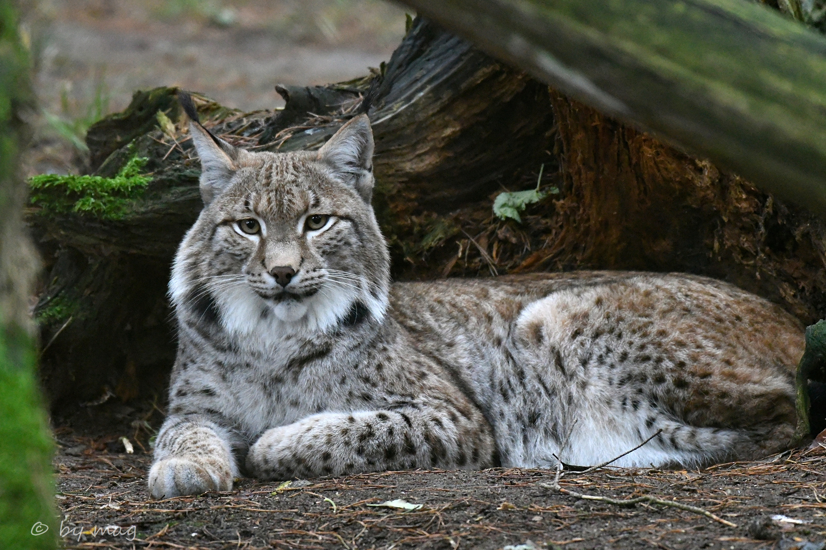 Luchs