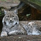 Luchs