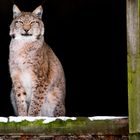 Luchs