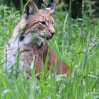 Luchs