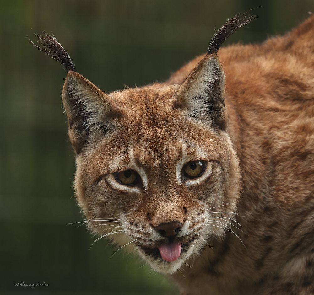 Luchs