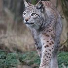 Luchs