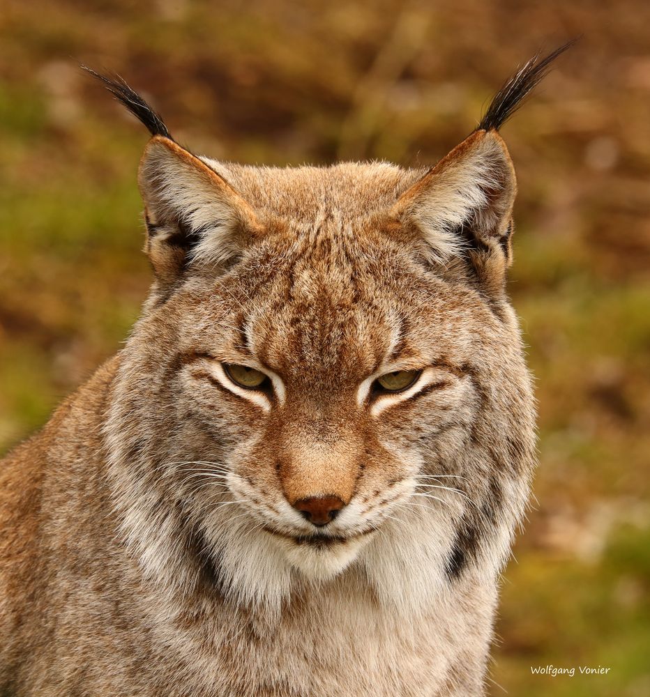 Luchs