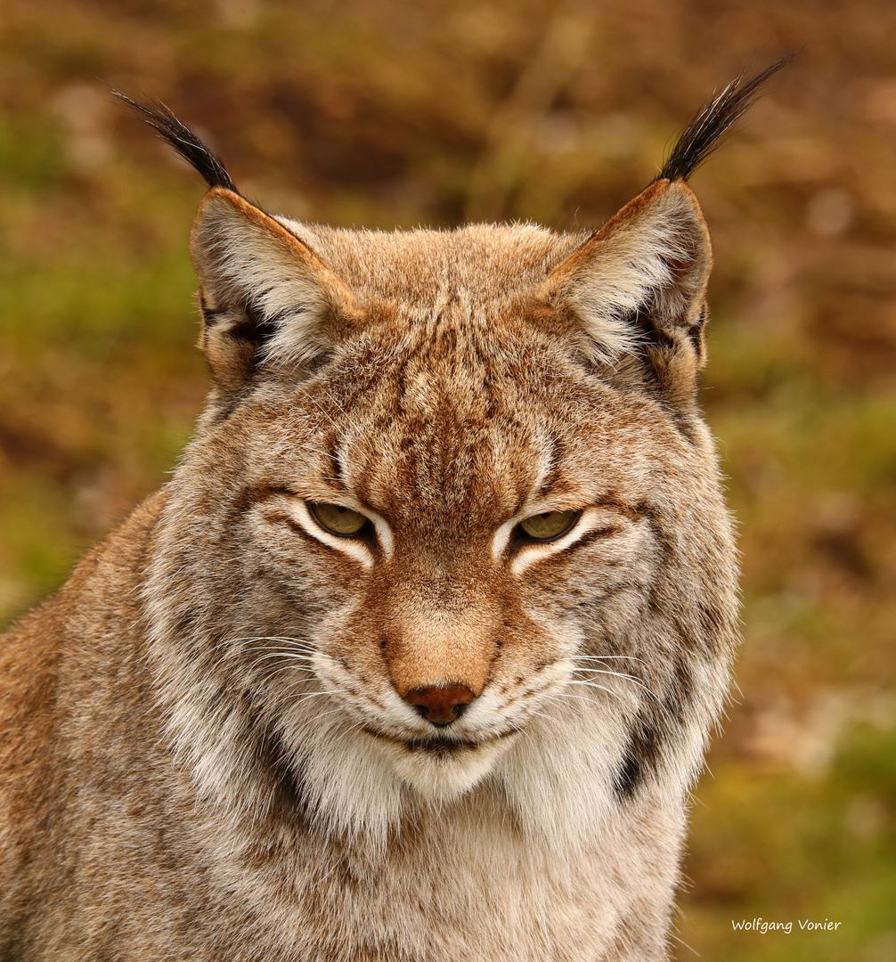 Luchs Foto & Bild | natur, zoo, tiere Bilder auf fotocommunity