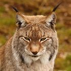 Luchs