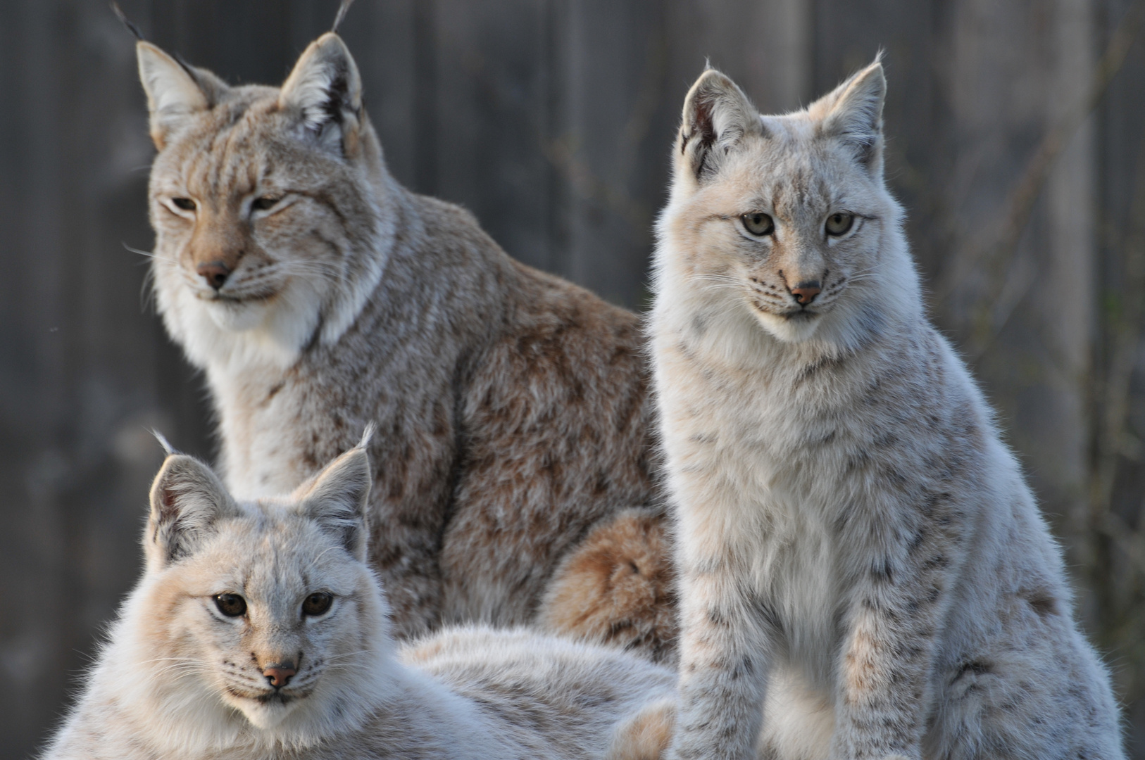 Luchs 