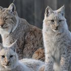 Luchs 