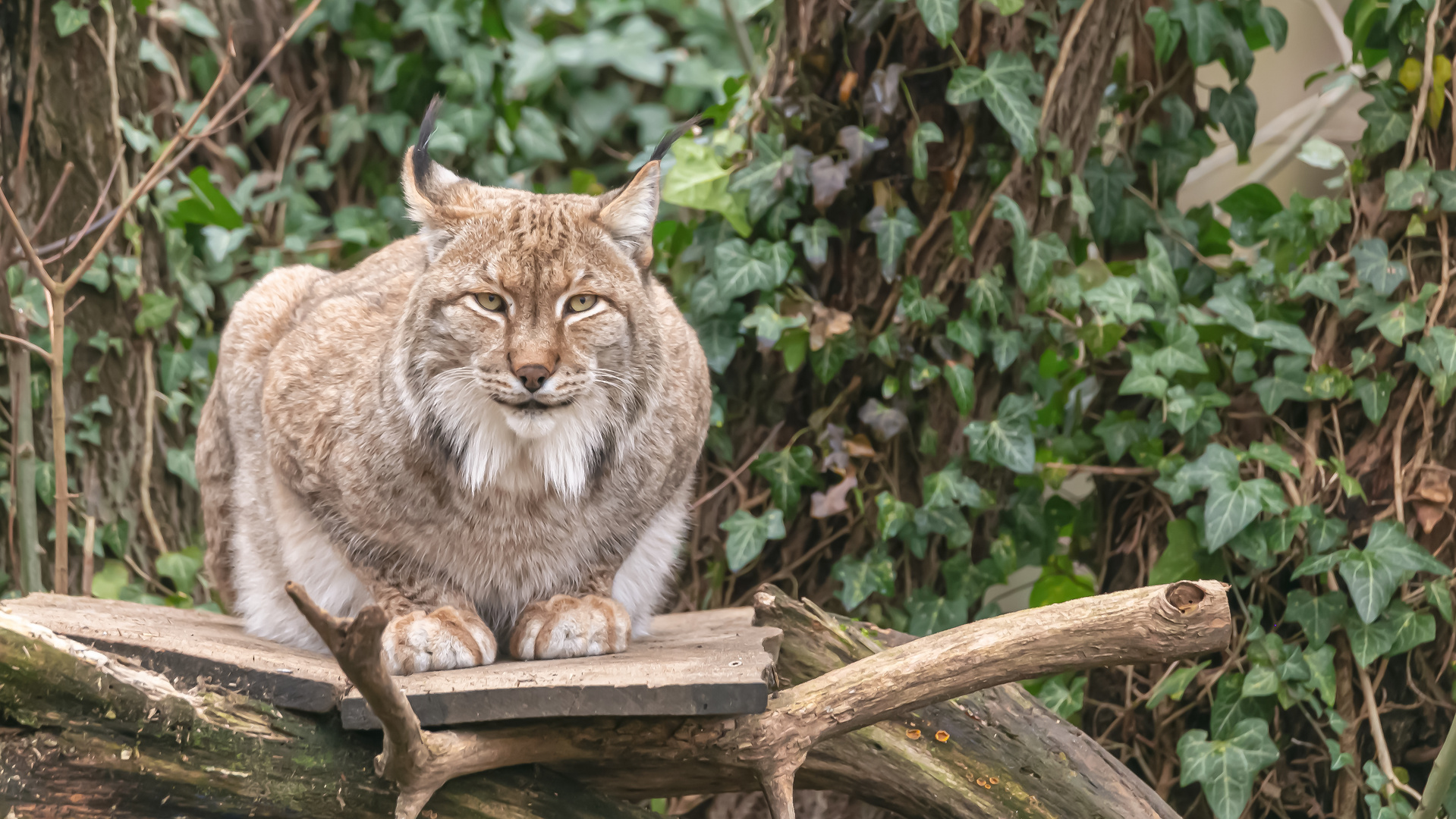 Luchs