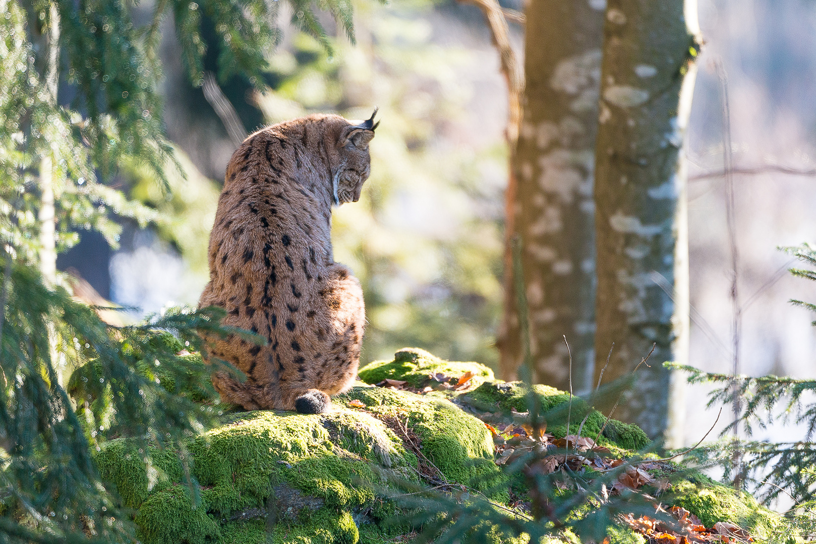 luchs