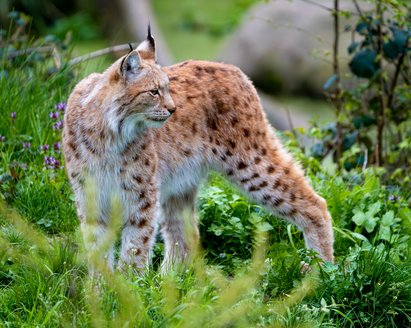 Luchs