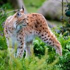 Luchs