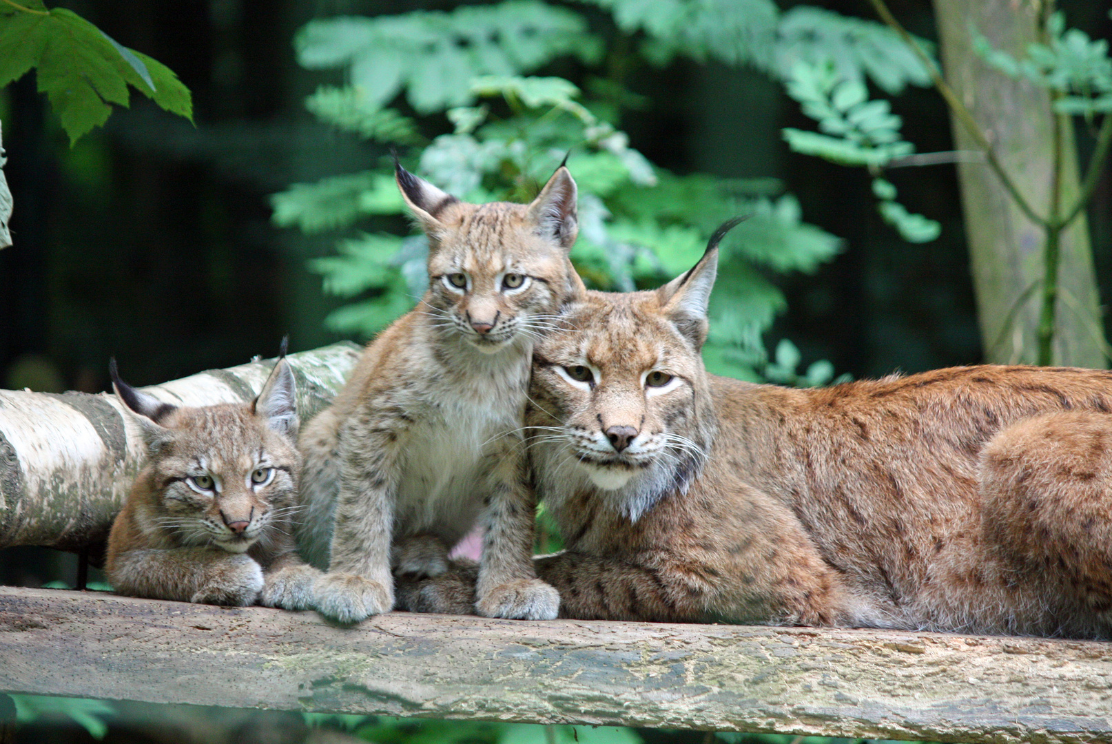 Luchs