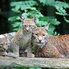 Luchs