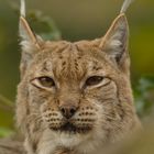 Luchs