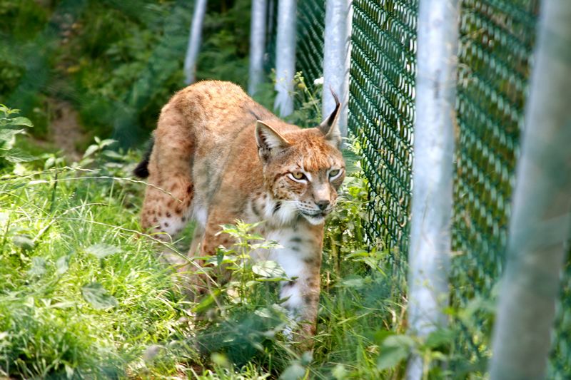 Luchs