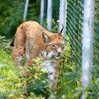 Luchs