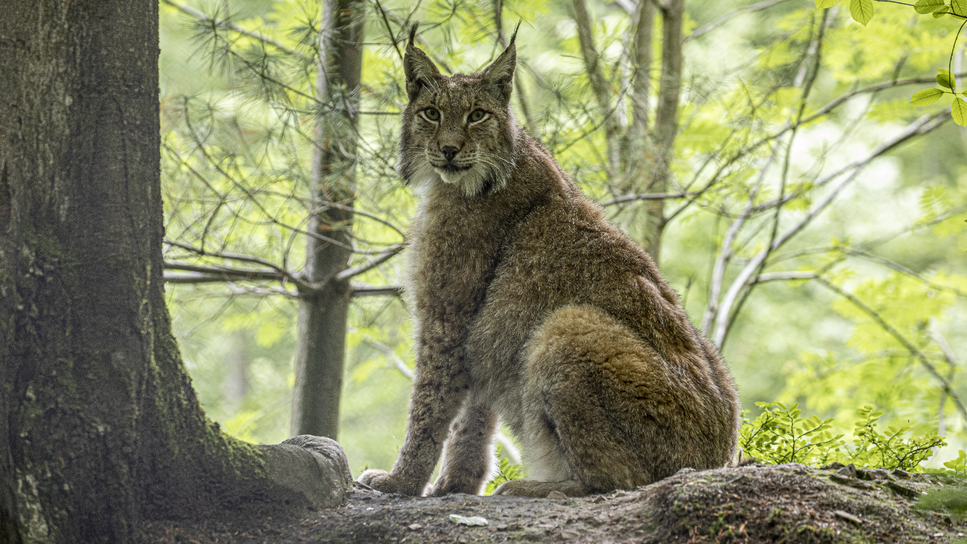 Luchs