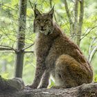 Luchs