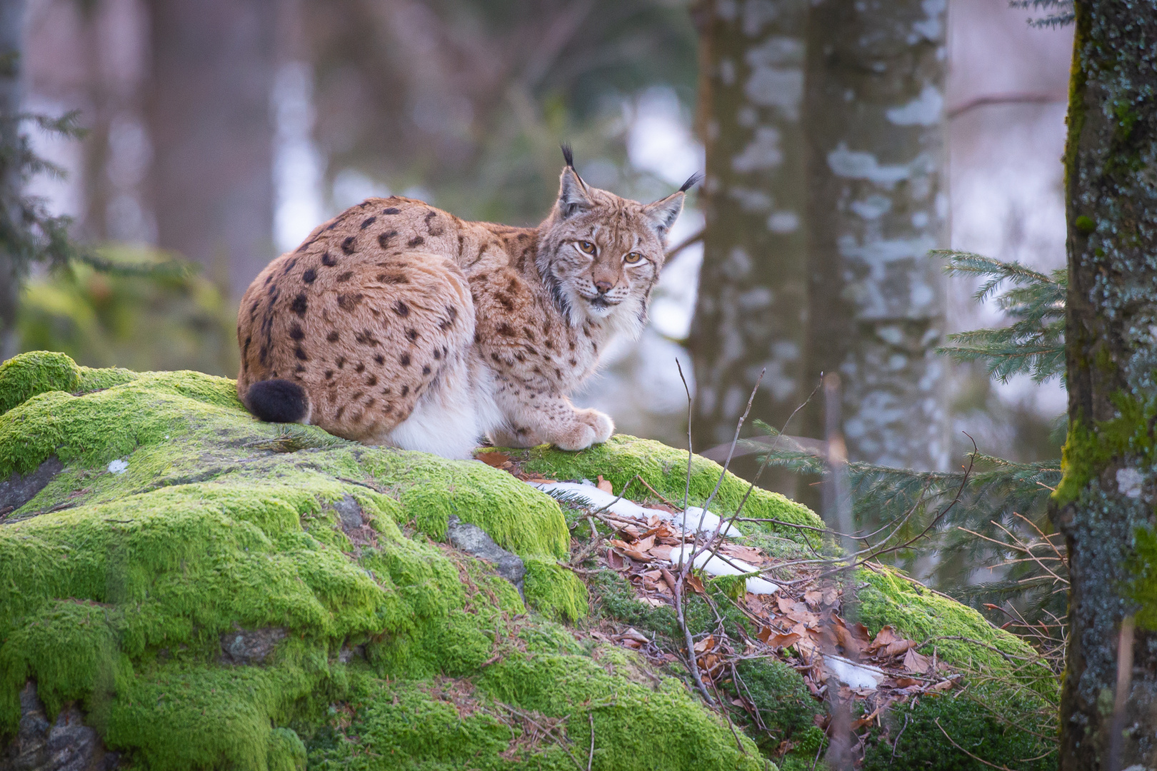 luchs