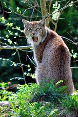 Luchs