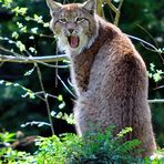 Luchs