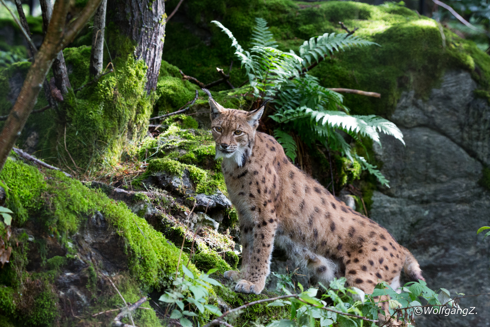 Luchs