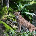 Luchs