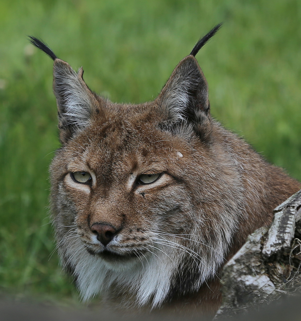 Luchs.....