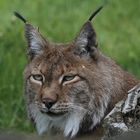 Luchs.....