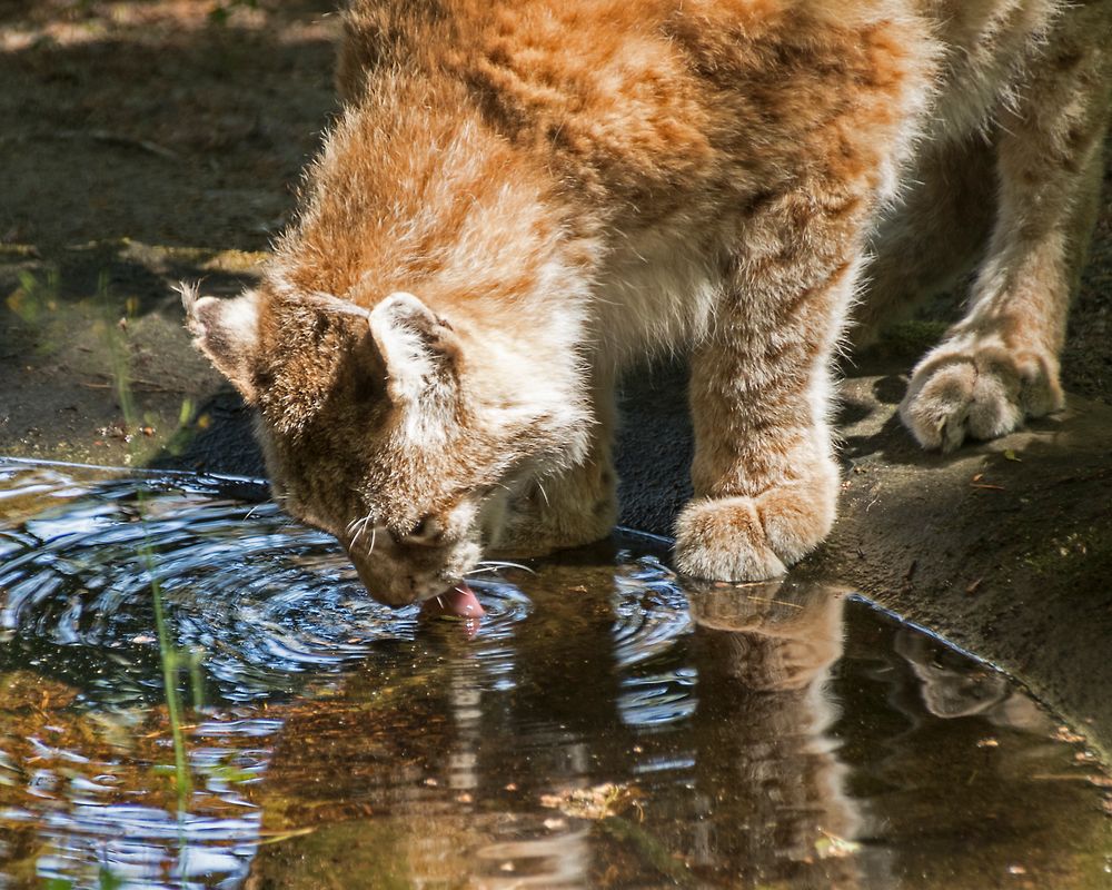 Luchs 