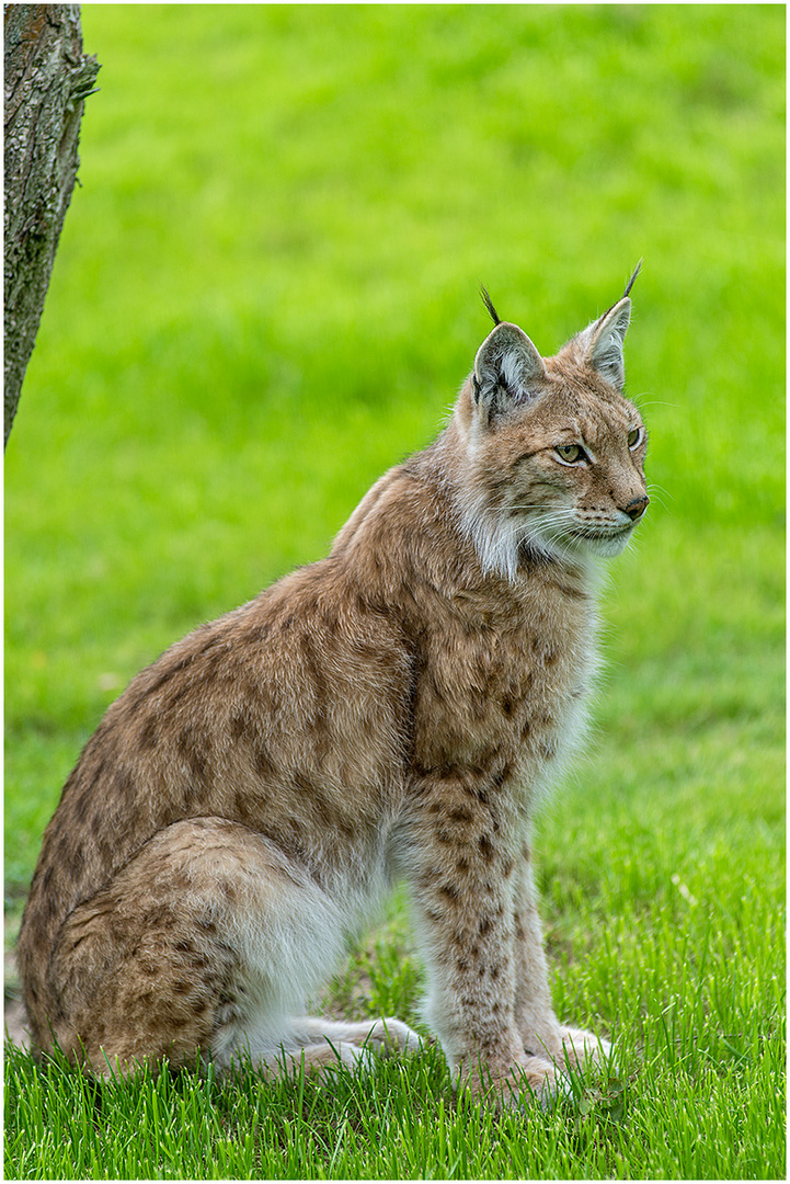 Luchs