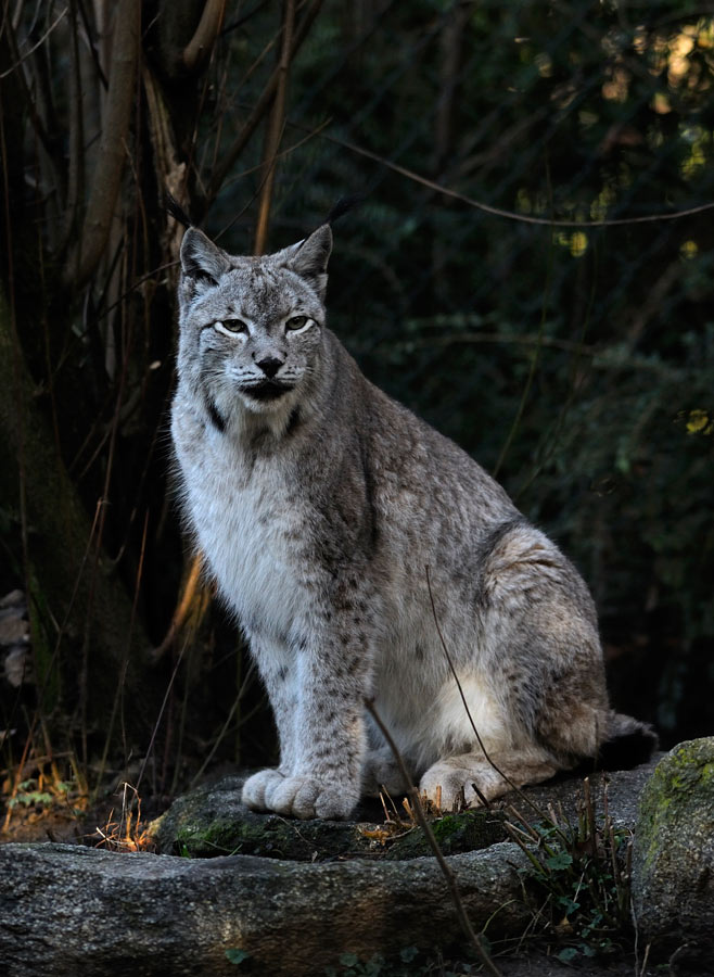 Luchs