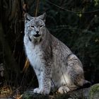 Luchs