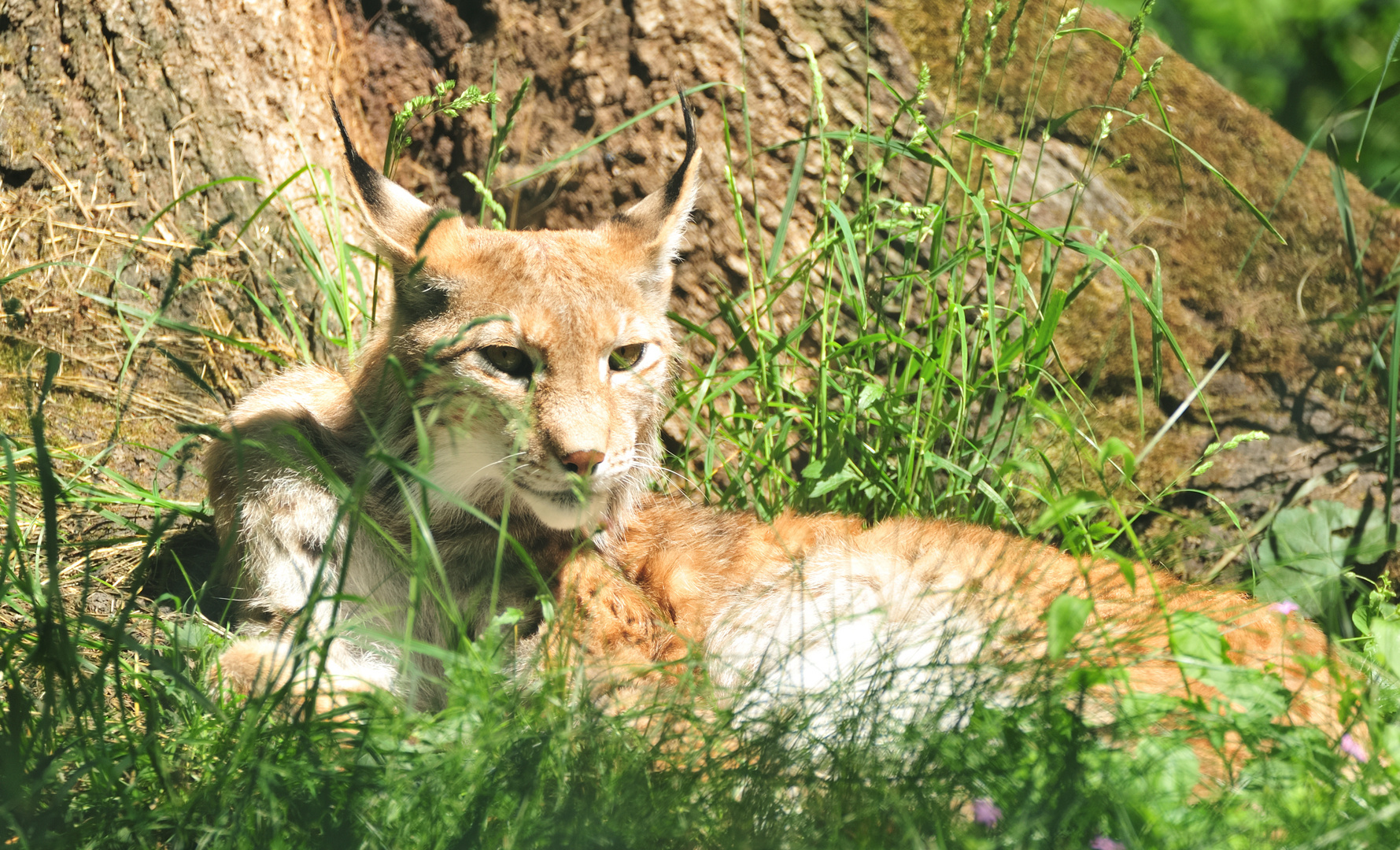 Luchs