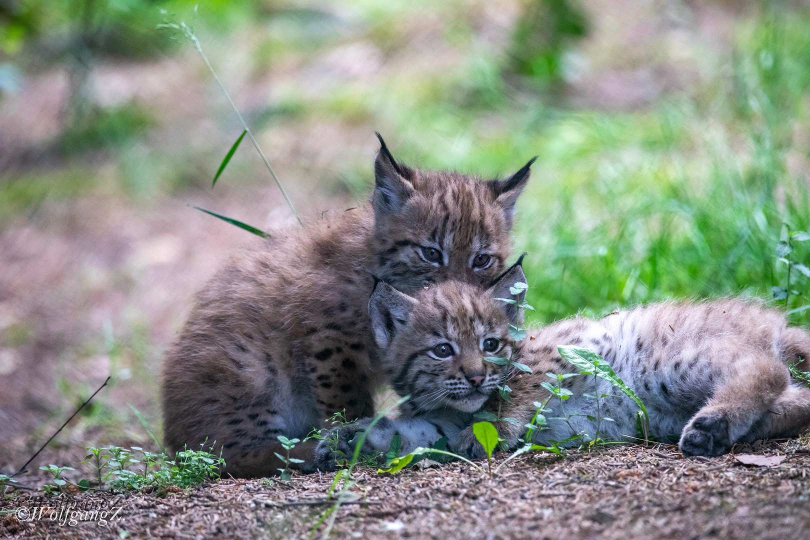 Luchs