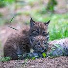 Luchs