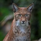 Luchs