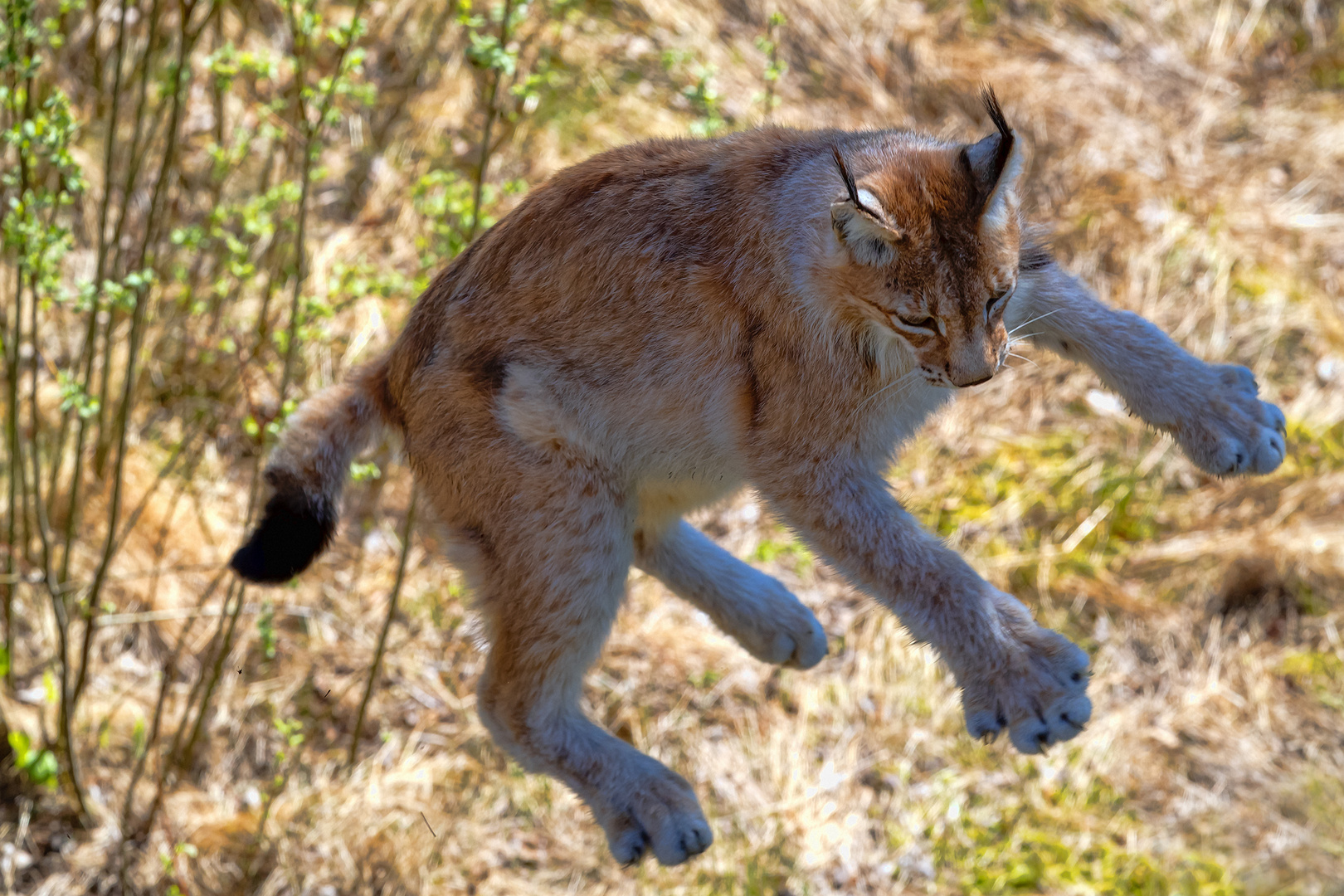 Luchs