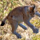 Luchs