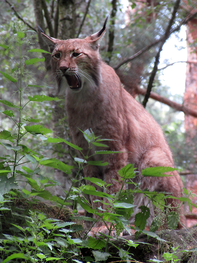 Luchs