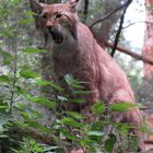 Luchs