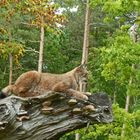 Luchs