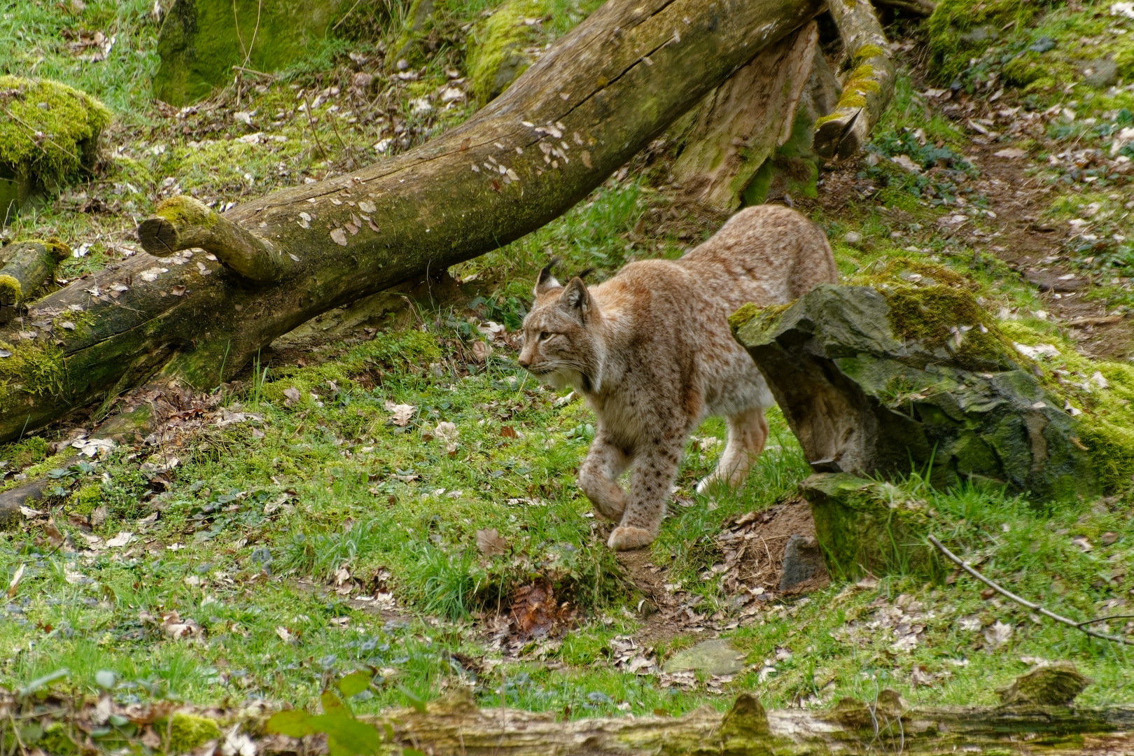 Luchs